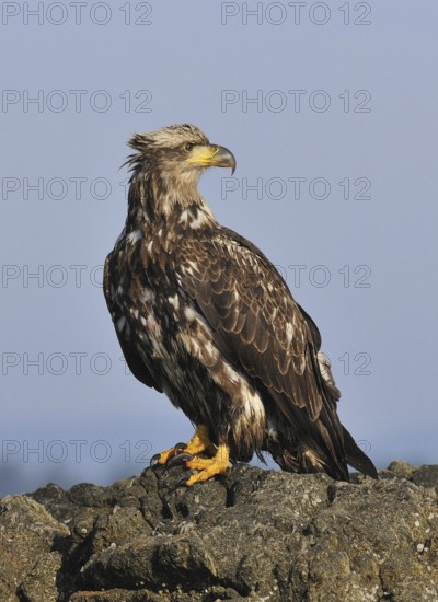 Bald Eagle (Haliaeetus leucocephalus), British Columbia, Canada