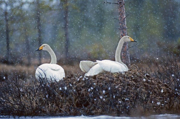 Whooper swan. Cygnus cygnus. Whooper swans on the nest in early summer during a snowfall. Kuusamo area. Finland