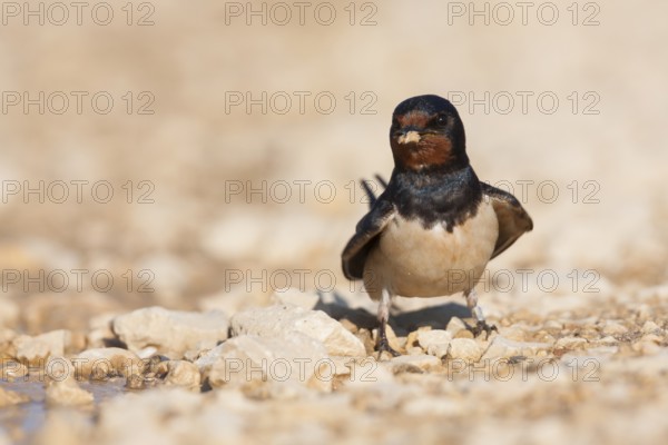 Barn Swallow - Rauchschwalbe - Hirundo rustica ssp. rustica, Croatia, adult