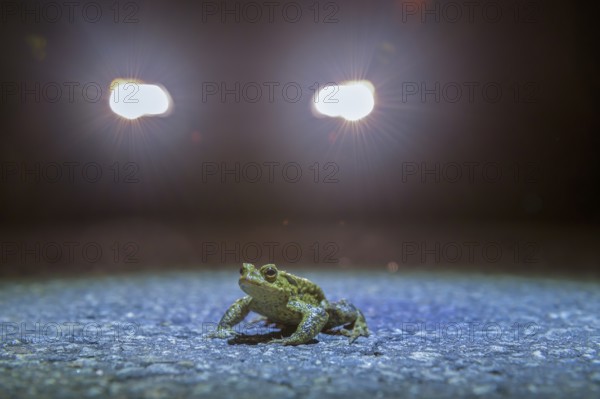 Common toad (Bufo Bufo) during toad migration at night in the spotlight, Dümmerniederung, Diepholz district, Lower Saxony, Germany