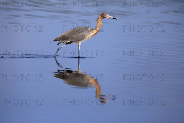 Reddish Egret (Egretta rufescens), adult, in water, foraging, hunting, alert, Merritt Island, Black Point Wildlife Drive, Florida, USA, North America
