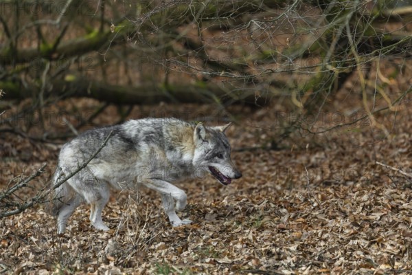 One eurasian gray wolf (Canis lupus lupus) walks on the forest floor over dead leaves