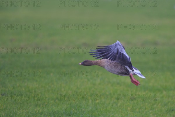 Pink-footed Goose (Anser brachyrhynchus), Netherlands