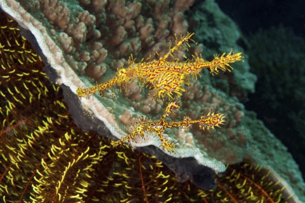 Underwater photo close-up of pair of Harlequin Ghost Wrasse (Solenostomus paradoxus) Ghost Pipefish top large larger female bottom small smaller male male, left and below tentacles of Noble Feather Star (Comaster nobilis) Hair Star, Pacific Ocean, Moalboal, Cebu, Visayas, Philippines
