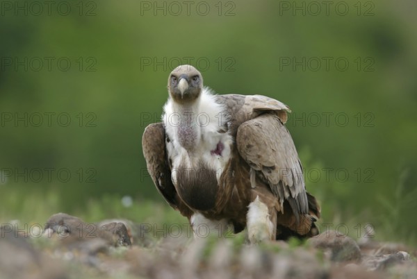 Griffon Vulture (Gyps fulvus), Rhodopen, Bulgaria