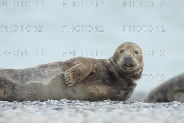 Grey seal (Halichoerus grypus), adult male animal, bull, lying on the beach, Heligoland, dune, North Sea, island, Schleswig-Holstein, Germany