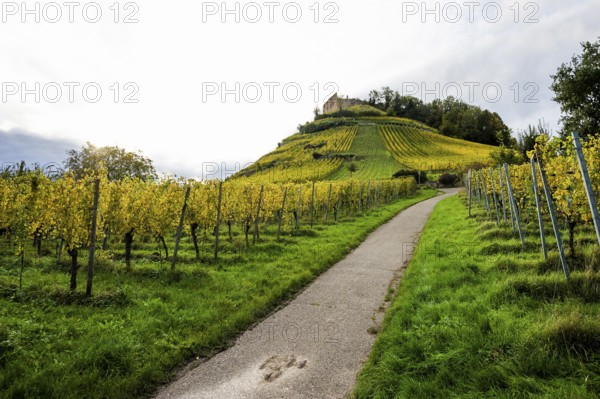 Hilly landscape and castle with vineyards in autumn, sunset, Staufen, Markgräflerland, Black Forest, Baden-Württemberg, Germany