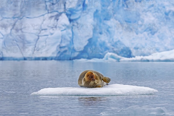 Bearded seal (Erignathus barbatus) resting on ice floe in front of ice wall of glacier along the coast of Svalbard, Spitsbergen