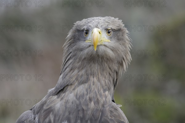 Seeadler; lat. Haliaeetus albicilla; Kopfportrait von vorn; Vogel schaut sehr aufmerksam mit gesträubten Kopffedern