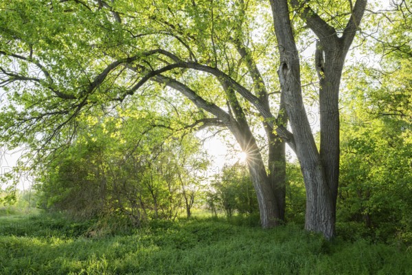 Poplars (Populus) backlit with sun star, Thuringia, Germany