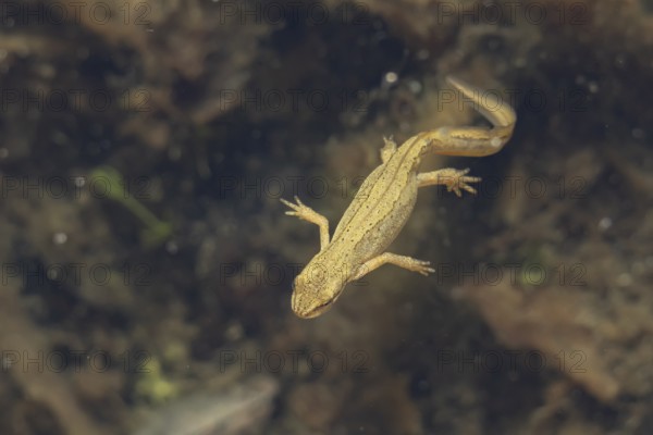Smooth or Common newt (Lissotriton vulgaris) adult amphibian swimming in a pond, England, United Kingdom