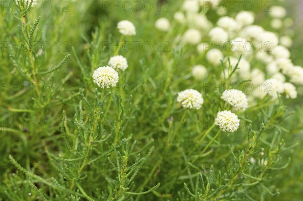 Olive herb (Santolina virens) in bloom in the Drübeck monastery garden, Ilsenburg, Harz, Saxony-Anhalt, Germany