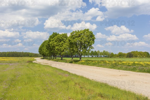 Field path with row of trees near Cavertitz, Saxony, Germany