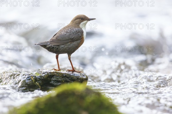 White-throated Dipper, (Cinclus cinclus), foraging at a mountain stream, animals, birds, blackbirds, biotope, habitat, Slovenska Bistrica area, Slovenska Bistrica, Podravska, Slovenia