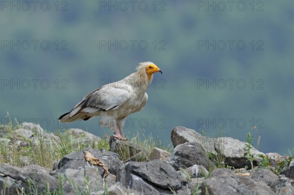 Egyptian vulture, Neophron percnopterus, big bird of prey sitting on stone, rock mountain, nature habitat, Madzarovo, Bulgaria, Eastern Rhodopes. Wildlife scene from hide. White vulture, yellow bill