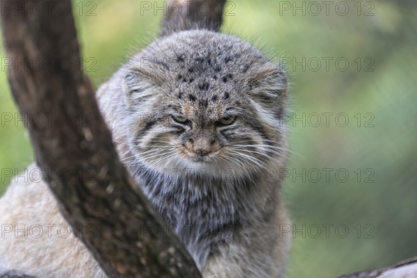 Portrait of a Pallas's cat (Otocolobus manul) or Manul. Near Threatened species on the IUCN Red List since 2002