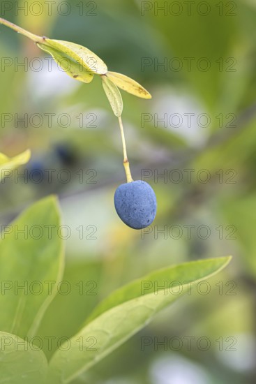 Snowflake bush (Chionanthus virginicus)