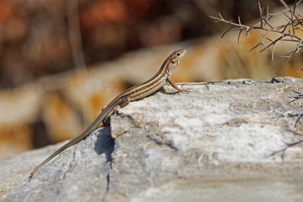 Peloponnese wall lizard (Podarcis peloponnesiacus), Peloponnese, Greece