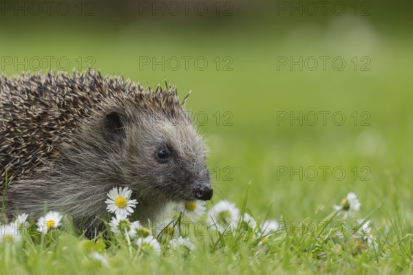 European hedgehog (Erinaceus europaeus) adult animal on a garden grass lawn with daisy flowers in summer, England, United Kingdom