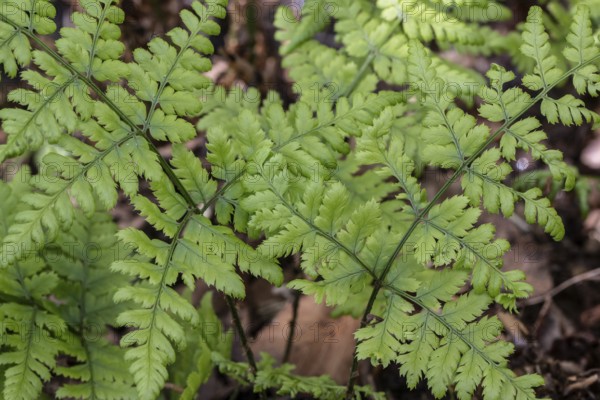 Spiny fern (Dryopteris carthusiana), Province of Drenthe, Netherlands