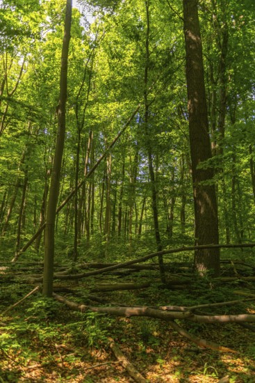 Tree felling in the UNESCO World Heritage Site and Hainich National Park, primeval forest, Bad Langensalza, Thuringia, Germany