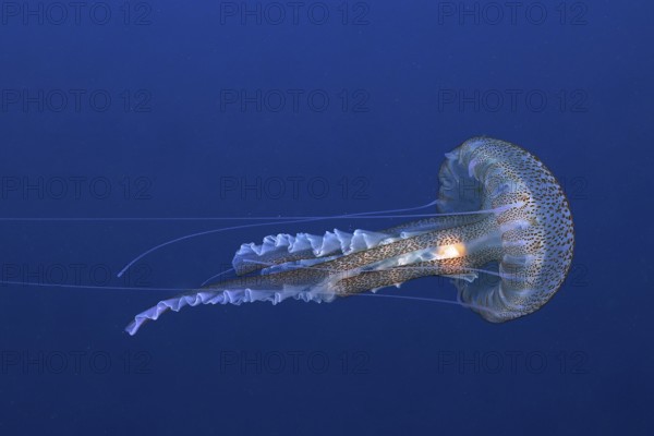 Luminous jellyfish (Hyères, Giens, Porquerolles, France)