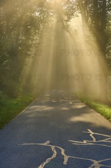 Forest road at sunrise, rays of light break through the trees in a foggy atmosphere, Großheubach, Miltenberg, Spessart, Bavaria, Germany