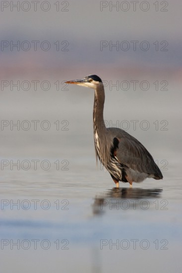 Great Blue Heron (Ardea herodias), British Columbia, Canada