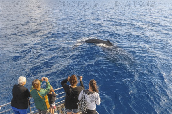 People on boat watching Humpback whale (Megaptera novaeangliae), Hervey Bay, Queensland, Australia
