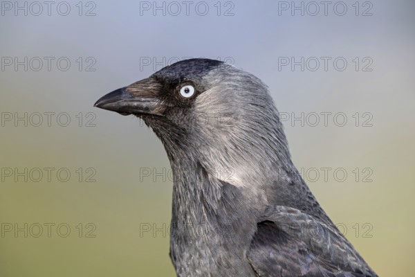 Jackdaw, (Corvus monedula), portrait, rook, family of corvids, raven, Wadi Darbat, Salalah, Rhineland-Palatinate, Oman
