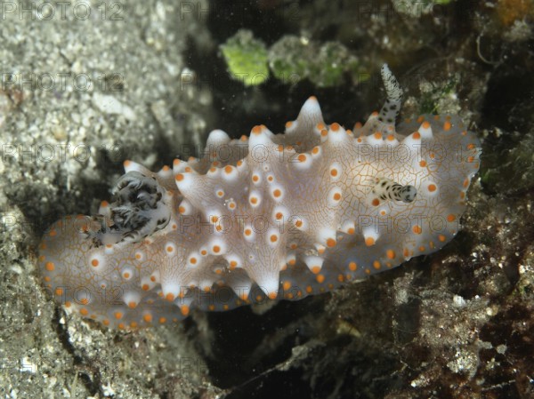 A detailed nudibranch with orange dots, Batangas Halgerda (Halgerda batangas), on the seabed, dive site Twin Reef, Penyapangan, Bali, Indonesia