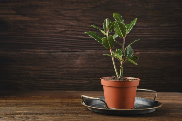 A young bay laurel plant in a terracotta pot, resting on a metal tray. The plant has vibrant green leaves and is situated on a weathered wooden table with a cozy rustic backdrop.
