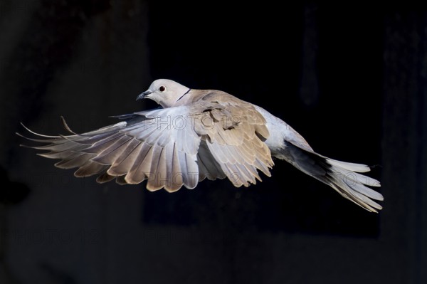 A pigeon flies with spread wings in front of a dark background, Eurasian collared dove (Streptopelia decaocto), wildlife, Germany