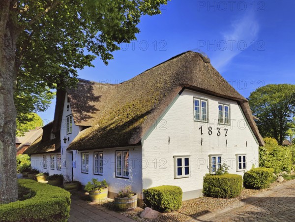 Uthlandfriesian house, typical, small thatched-roof houses with gables also called Frisian house, Nieblum, Föhr, North Frisia, Schleswig-Holstein, Germany