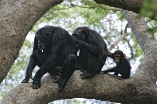 Ostafrikanischer Schimpanse (Pan troglodytes schweinfurthii) Männchen, Weibchen und Jungtier sitzen zusammen im Baum bei sozialer Fellpflege und lausen sich gegenseitig, Gombe Stream Nationalpark, Tansania