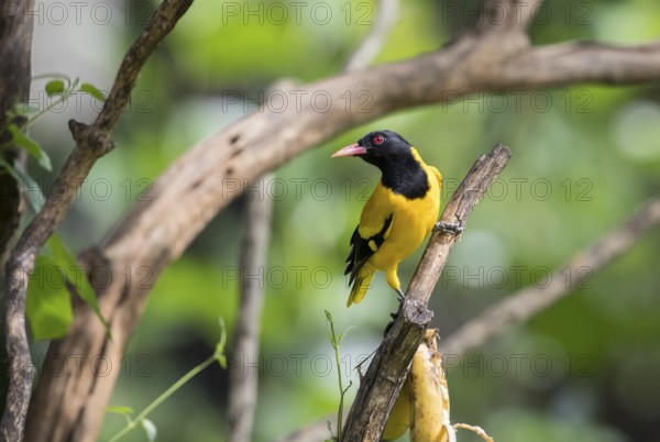 Black-headed oriole (Eurasian Golden Oriole xanthornus), Kaeng Krachan National Park, Thailand