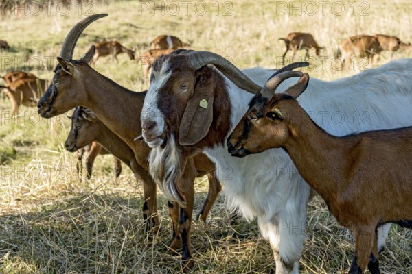 Goats (Capra), Boer goats, goats courting buck with long beard, scent, pasture with dry grass, summit mountain Hoherodskopf, Tertiary volcano, Schotten, Vogelsberg Volcanic Region nature park Park, Hesse, Germany