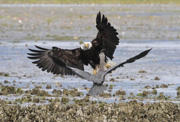 Bald Eagle (Haliaeetus leucocephalus) attacks Great Blue Heron (Ardea herodias), Washington, USA