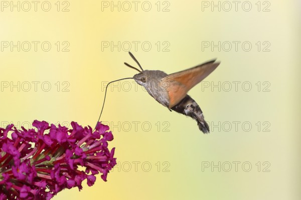 Hummingbird hawk-moth (Macroglossum stellatarum), flying, sucking nectar on flower of butterfly-bush (Buddleja davidii), Siegerland, North Rhine-Westphalia, Germany