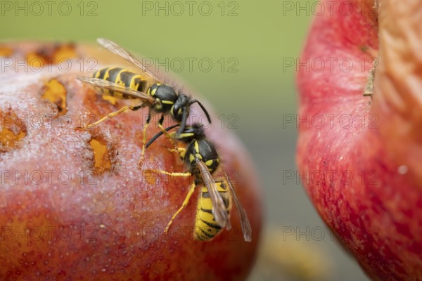 Common wasp (Vespula vulgaris) two adult insects fighting on fallen fruit in a garden in summer, England, United Kingdom