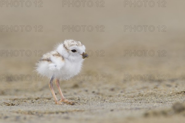 Piping Plover (Charadrius melodus) chick, Massachusetts, USA