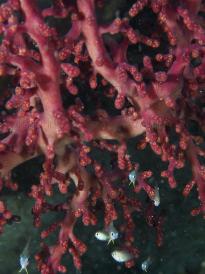 Close-up of a red coral, Godeffroy's soft coral (Siphonogorgia godeffroyi), with small fish, dive site Gondol Reef, Gondol, Bali, Indonesia