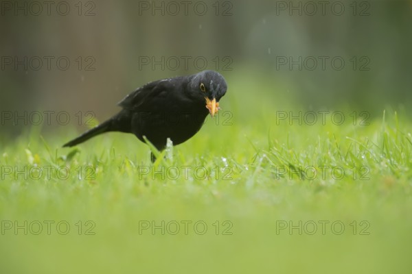 European blackbird (Turdus merula) adult male bird with food in its beak on a garden lawn, England, United Kingdom