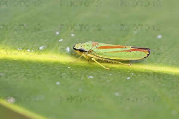Rhododendron cicada (Graphocephala fennahi) sitting on a leaf of a rhododendron (Rhododendron), close-up, Wilnsdorf, North Rhine-Westphalia, Germany