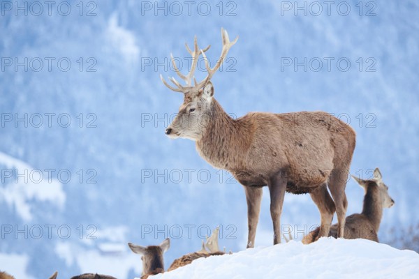 Red deer (Cervus elaphus) stag on a snowy meadow in the mountains in tirol, Kitzbühel, Wildpark Aurach, Austria