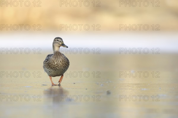 Mallard (Anas platyrhynchos) female on ice, North Rhine-Westphalia, Germany