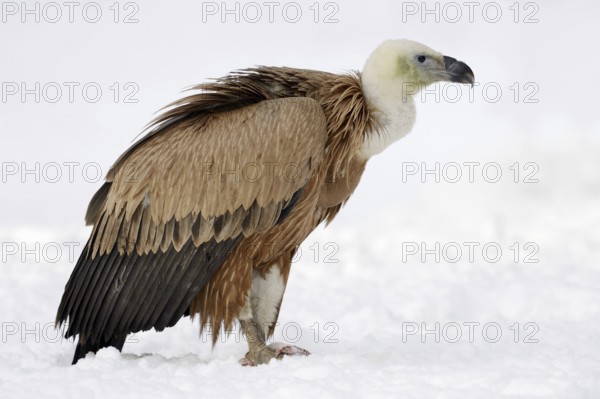 Griffon vulture (Gyps fulvus) in winter, Germany