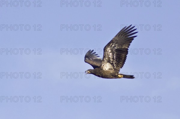 Bald Eagle (Haliaeetus leucocephalus), British Columbia, Canada