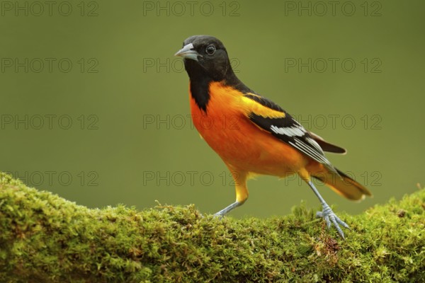 Baltimore Oriole, Icterus galbula, sitting on the green moss branch. Tropic bird in the nature habitat. Wildlife in Costa Rica. Orange black mountain bird in the dark green forest, clear background