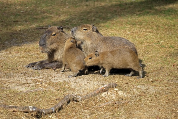 Capybara (Hydrochoerus hydrochaeris), capybara, adult, female, mother, young, on land, group, social behaviour, siblings, South America